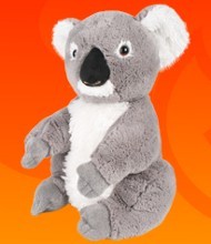 KOALA - SYDNEY