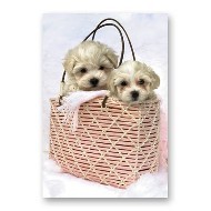 ONE $ KOALA CARD - BAG PUPPIES