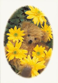 BLOOMSDALE CARDS - BEAR DAISIES