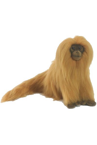 MONKEY - GOLDEN LION TAMARIN