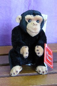 MONKEY - CHAN THE CHIMP