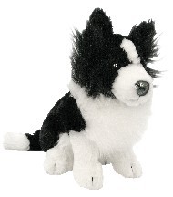 BORDER COLLIE - MATEY