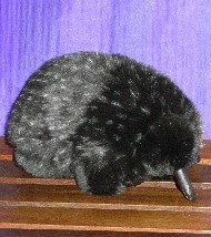 ECHIDNA - LITTLE EDNA