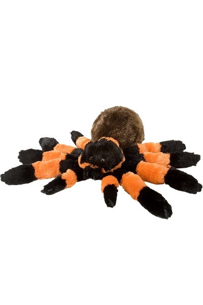 SPIDER - TARANTULA