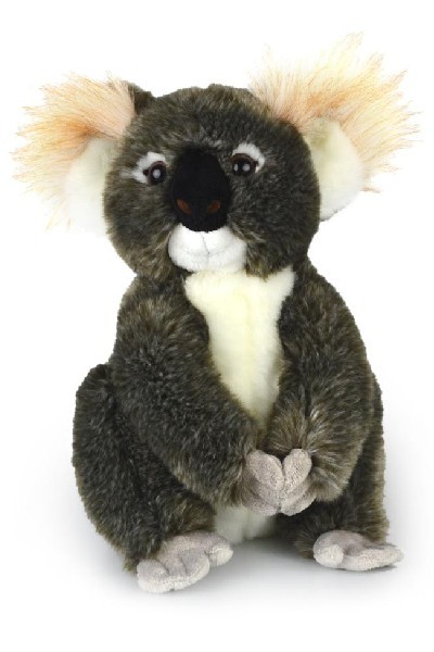 KOALA - KIMBA