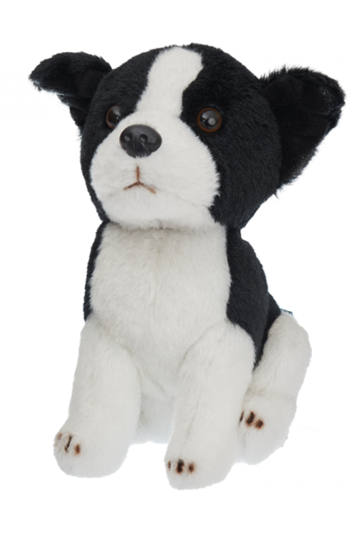 TILLY BORDER COLLIE