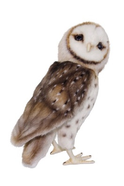 BARN OWL