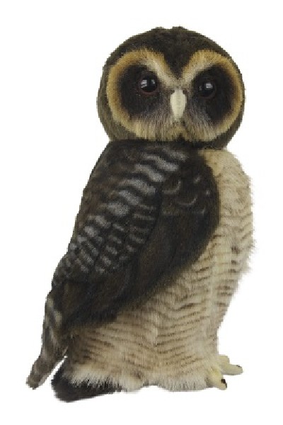 ASIAN BROWN WOOD OWL