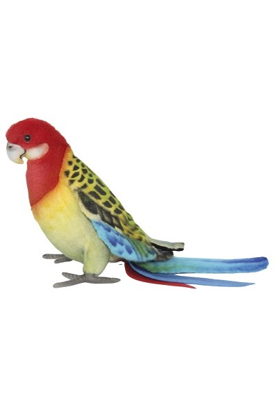 EASTERN ROSELLA