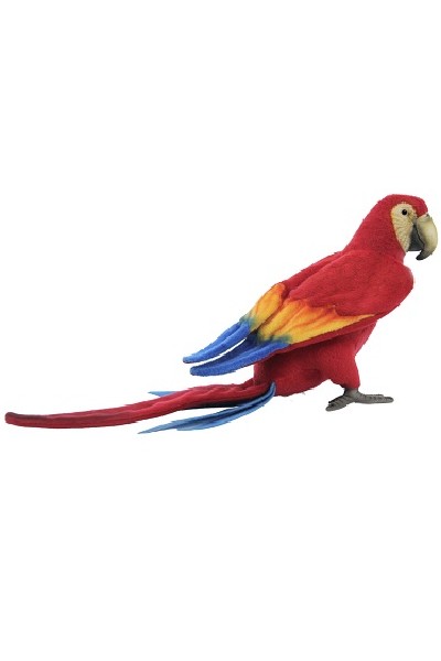 SCARLET MACAW