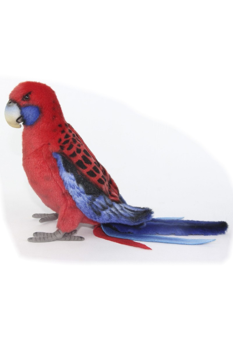 CRIMSON ROSELLA