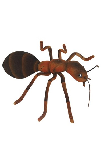 ANT