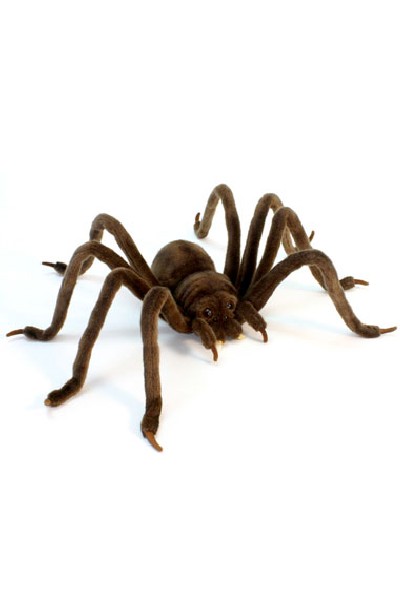 HUNTSMAN SPIDER