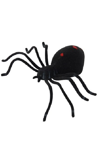 BLACK WIDOW SPIDER