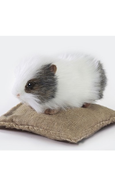 GUINEA PIG