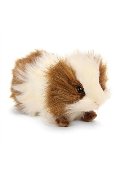 GUINEA PIG