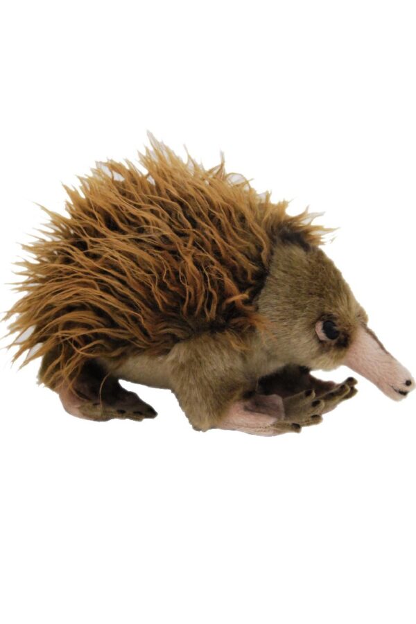 echidna teddy