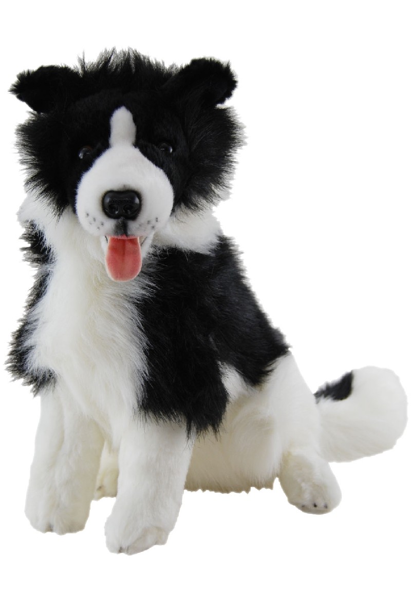 BORDER COLLIE