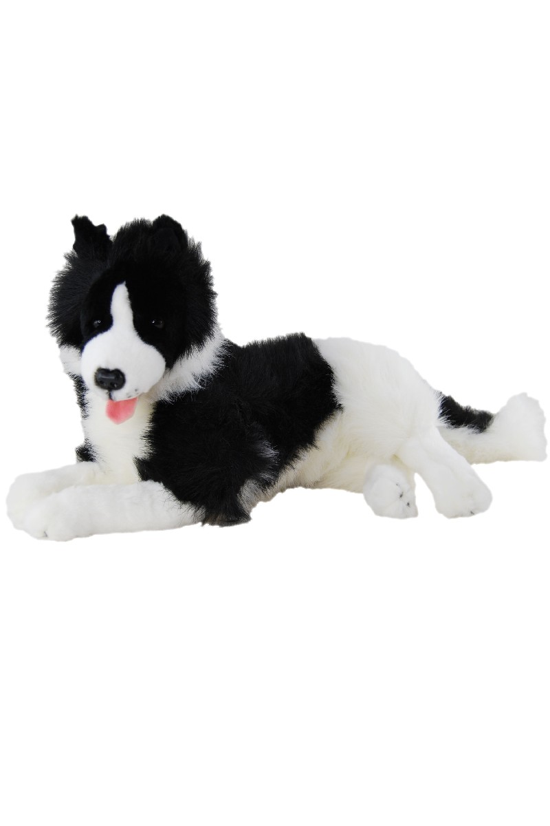 BORDER COLLIE <br> LAYING