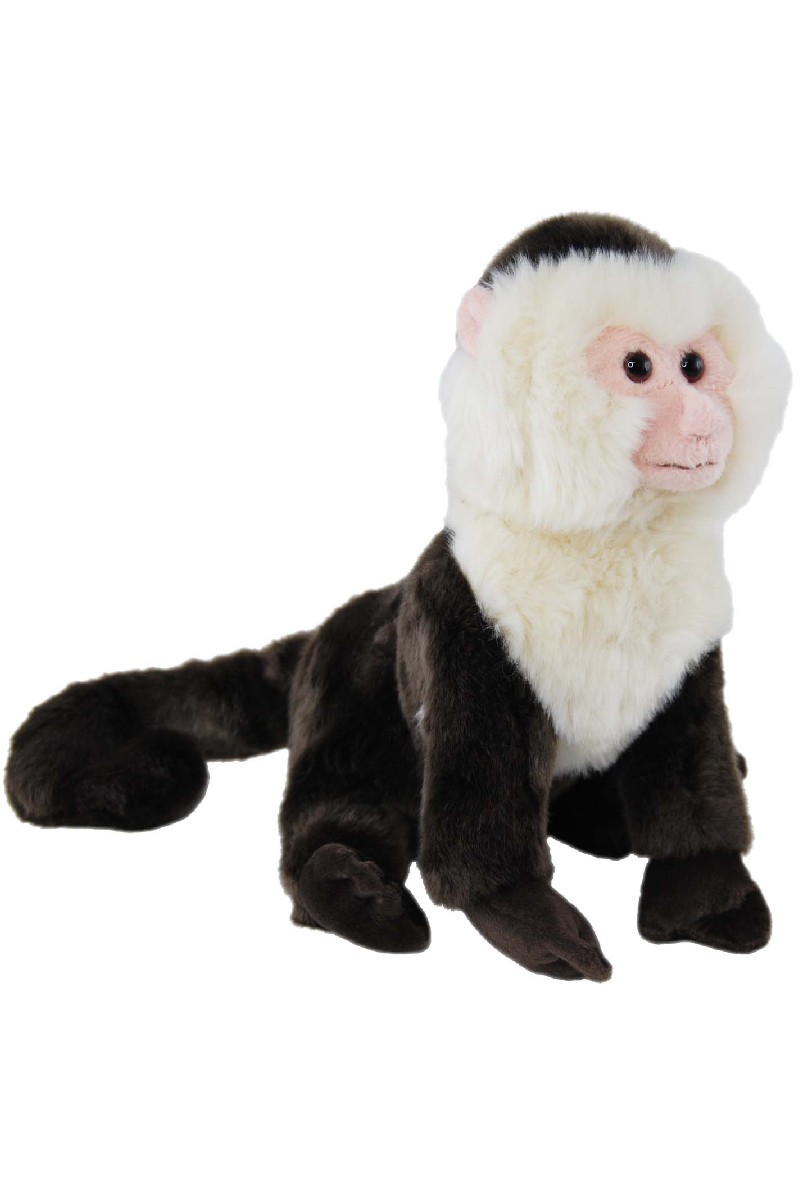 CAPUCHIN MONKEY