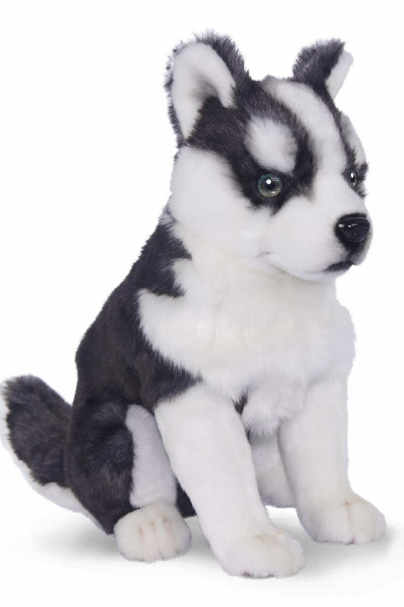 HUSKY PUPPY