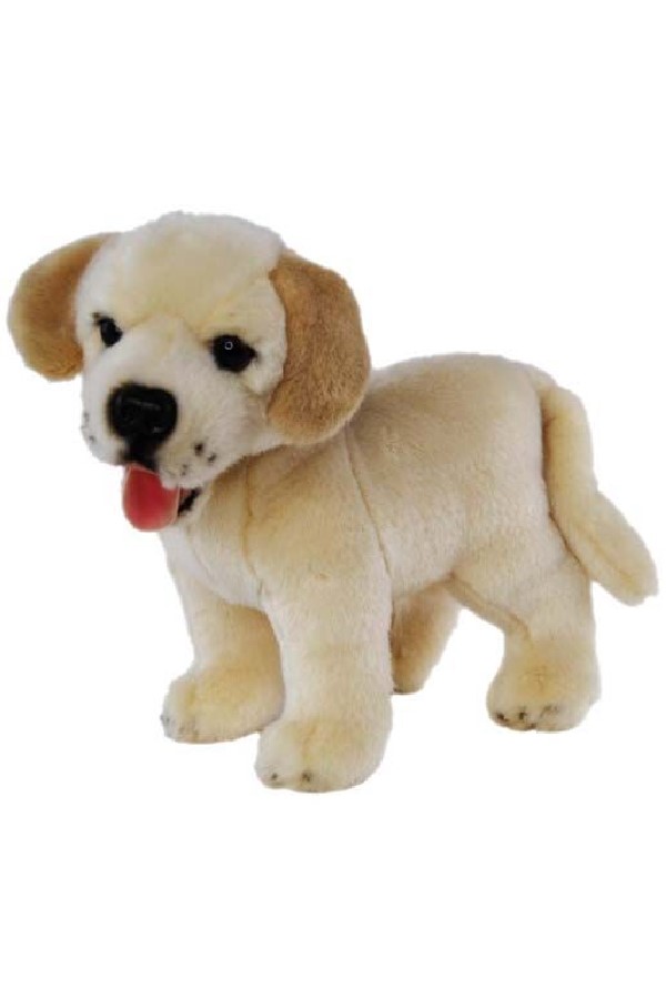 LABRADOR <br> DUDLEY