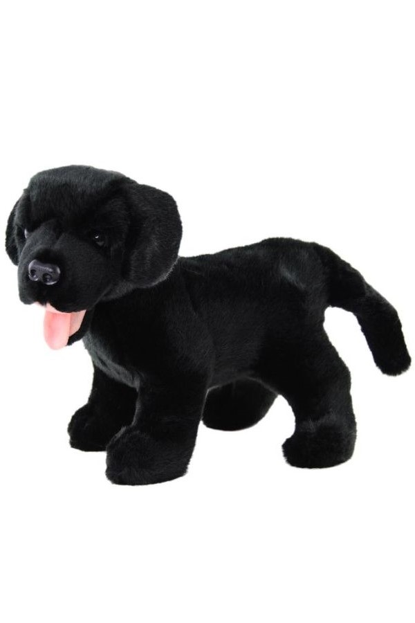 LABRADOR <br> SAM